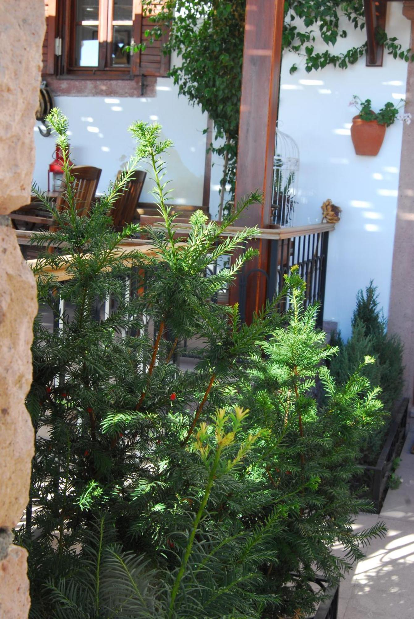 Aliye Hanim Hotel Ayvalı Zewnętrze zdjęcie